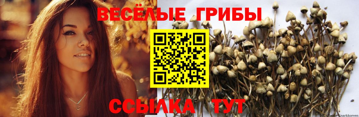 Звенигород  Галлюциногенные грибы прущие грибы  Вход с VPN  Псилоцибиновые грибы Psilocybe 